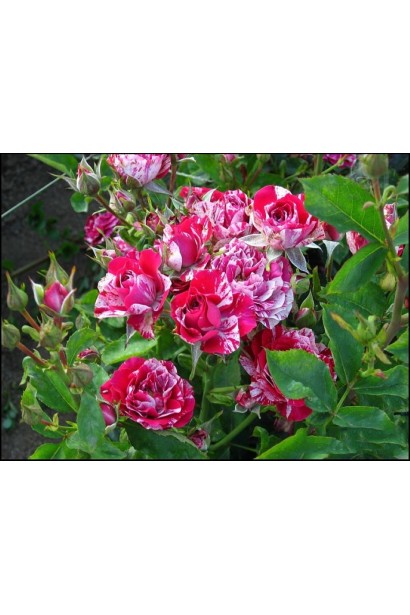 Троянда Арроу Фолієс